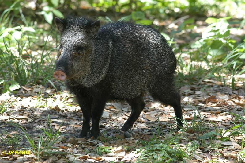 Collared Paccary